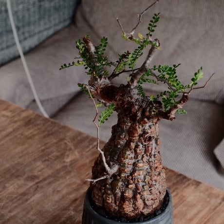 オペルクリカリア パキプス φ9.5cm［No.25］  ×  根本峻吾 作 S.N POT type.tall「 鐡 - kurogane - 」4号 植木鉢 笠間焼