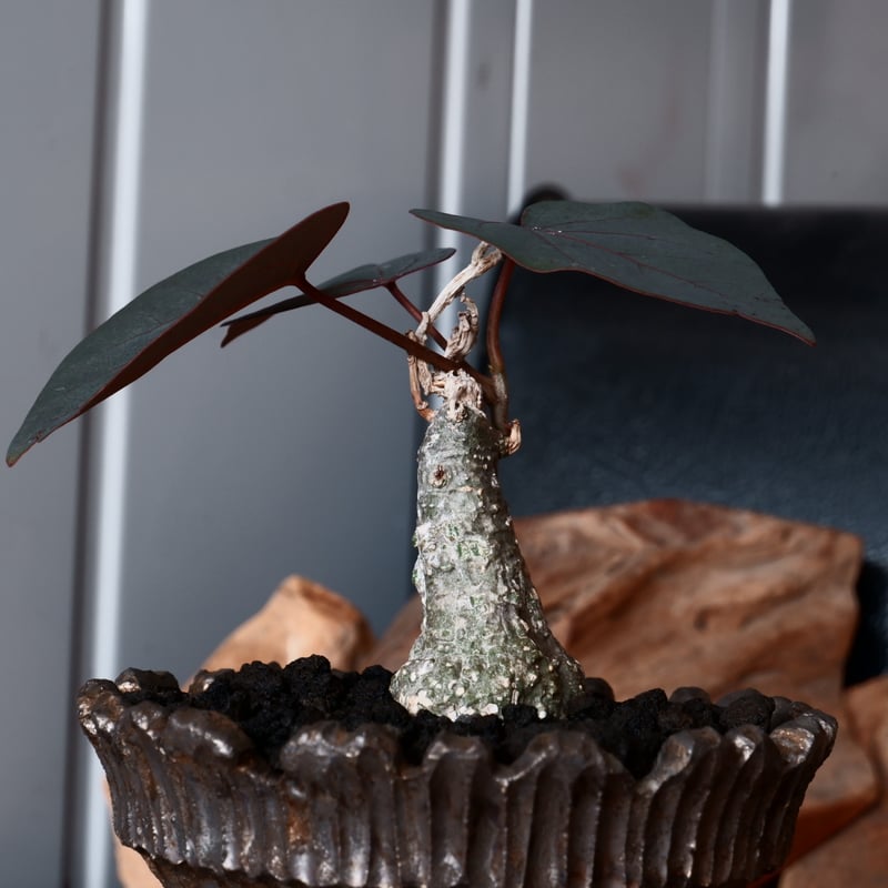 アデニア ステイローサ 輸入株［No.33］ × 松野然 作 【 ZEN 】 4号