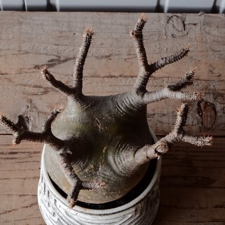 中株 グラキリス φ12cm  - 象牙宮- ［No.82］  ×   根本峻吾 作 S.N POT type.cylinder「 月光ノ鐵」4.5号 植木鉢 笠間焼