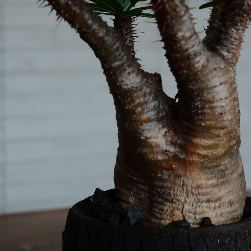 綴化 グラキリス - 象牙宮 -［No.161］ × 沼野秀章 作「 black wra