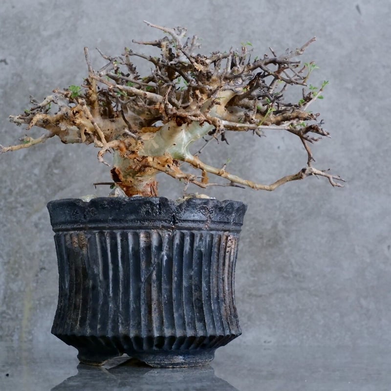 コミフォラ　ストックシアナ コミフォラ ストックシアナ／Commiphora stocksiana no.111310