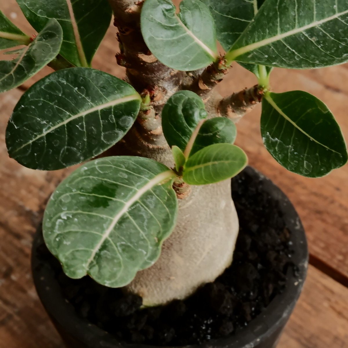 アデニウム アラビカム 