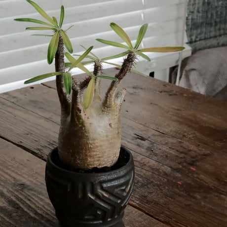 グラキリス φ7.5cm - 象牙宮 - ［No.60］  ×  根本峻吾 作 S.N POT type.round「 鐡 - kurogane - 」 3号 植木鉢 笠間焼
