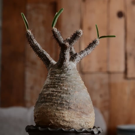 発根済 グラキリス  - 象牙宮 - size M［No.230］  ×  與那嶺大輔 作 「琉球唐草」3号 植木鉢