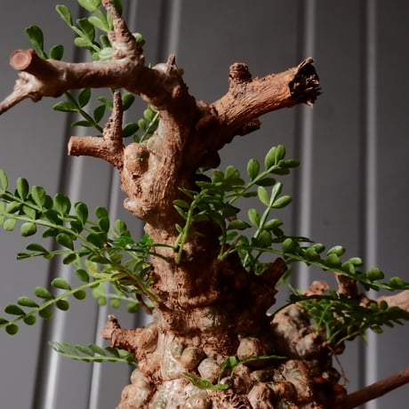 オペルクリカリア パキプス φ8cm［No.26］  × 沖誠 作品【 Bark / upper spread 】3号 植木鉢 笠間焼