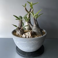Madagascar Canary Rock - 岐阜石 -  ［ No.4 ］