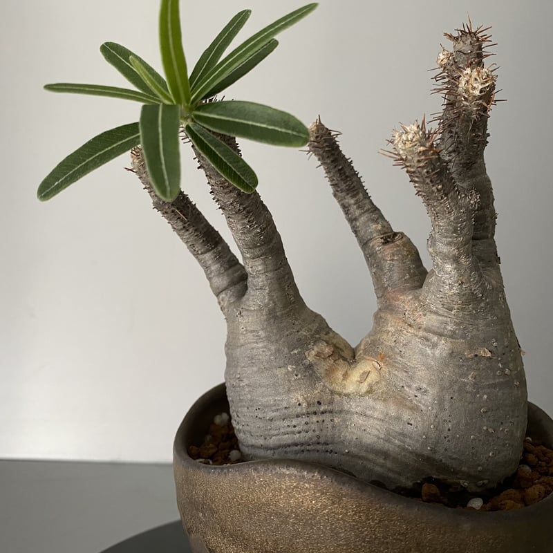 発根済 小ぶり 分頭 グラキリス BG-189 × S.N.Pot 発根済 小ぶり 分頭 グラキリス BG-189 × S.N.Pot