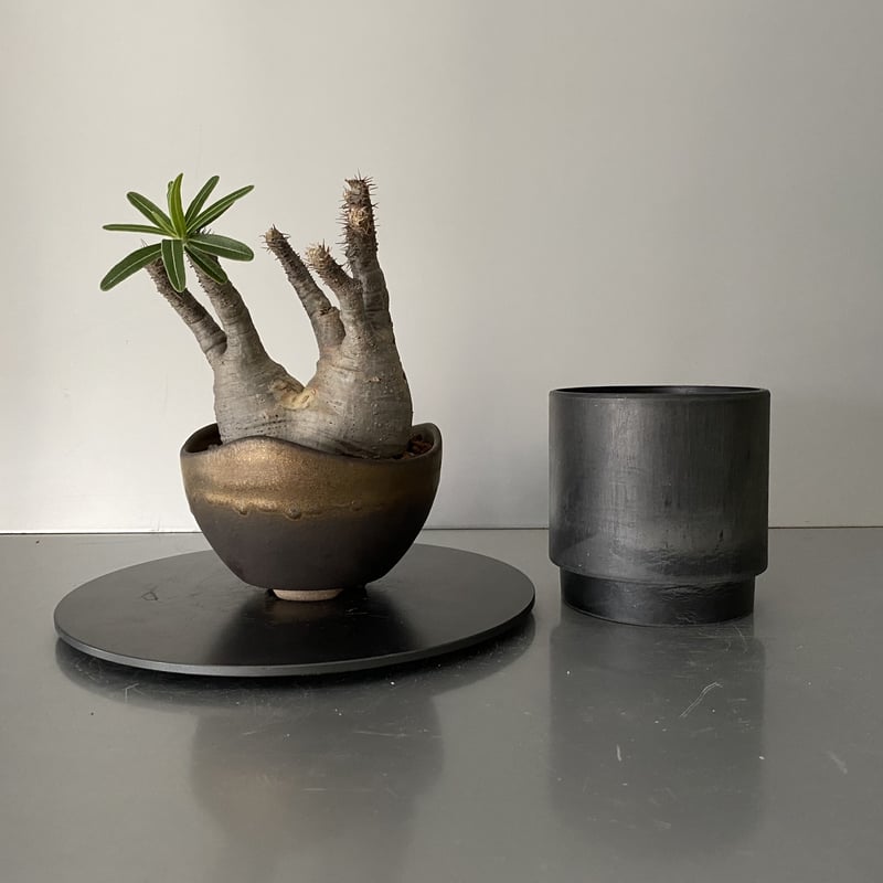 Progress Bowl Pot M  植木鉢　コーデックス Progress Bowl Pot M 植木鉢 コーデックス