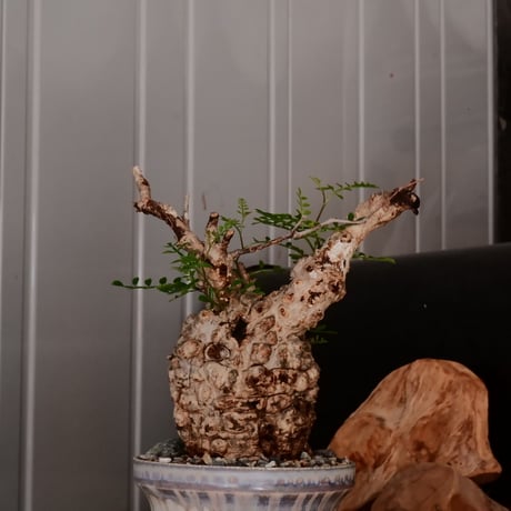 オペルクリカリア パキプス φ8.5cm［No.22］  × 杉山悠 作 4号 植木鉢 笠間焼