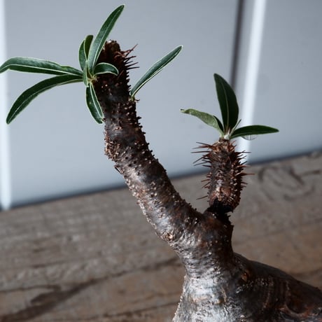 グラキリス φ8.5cm - 象牙宮-［No.52］× 森田昌求 作【 CLAW - BORDER - 】4号 植木鉢 笠間焼