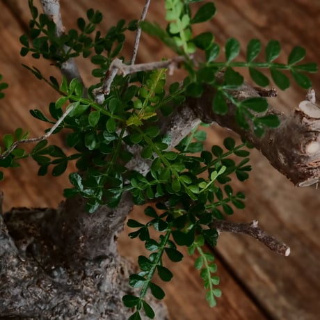 オペルクリカリア パキプス φ12cm［No.14］  ×   根本峻吾 作 S.N POT type.cylinder「 雷電 」limited color - Ocher - 4号 植木鉢
