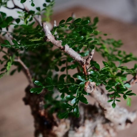 オペルクリカリア パキプス φ8.5cm［No.29］  ×  杉山悠 作 3.5号 植木鉢 笠間焼