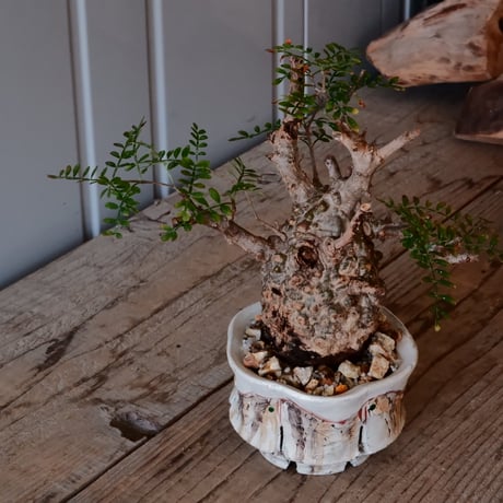 オペルクリカリア パキプス φ 7.5cm［No.08］  ×   沼野秀章 作「 刻ム音 」3号 植木鉢 笠間焼