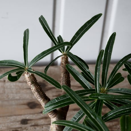 グラキリス φ8.5cm - 象牙宮 -［No.57］  × 磯部祐介 作「 鶏冠 - tosaka - "金剛 tall ver. " 」3号 植木鉢 笠間焼