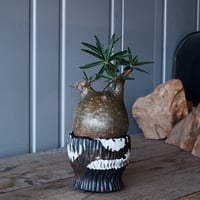 グラキリス φ9cm - 象牙宮-［No.29］× 根本峻吾 作 S.N POT type.round「 爪牙 -堕天黒- 」3号鉢 笠間焼
