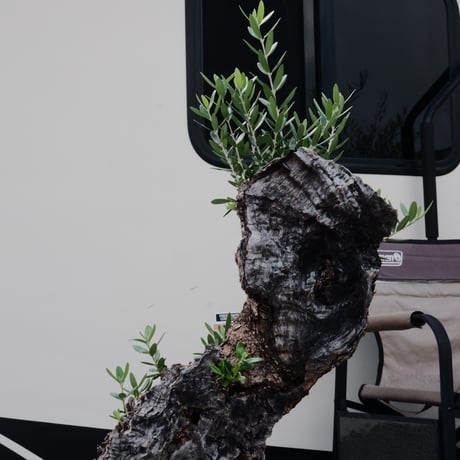 Old Olive 古木オリーブ［No.20］× 12号皿鉢 (φ36cm)