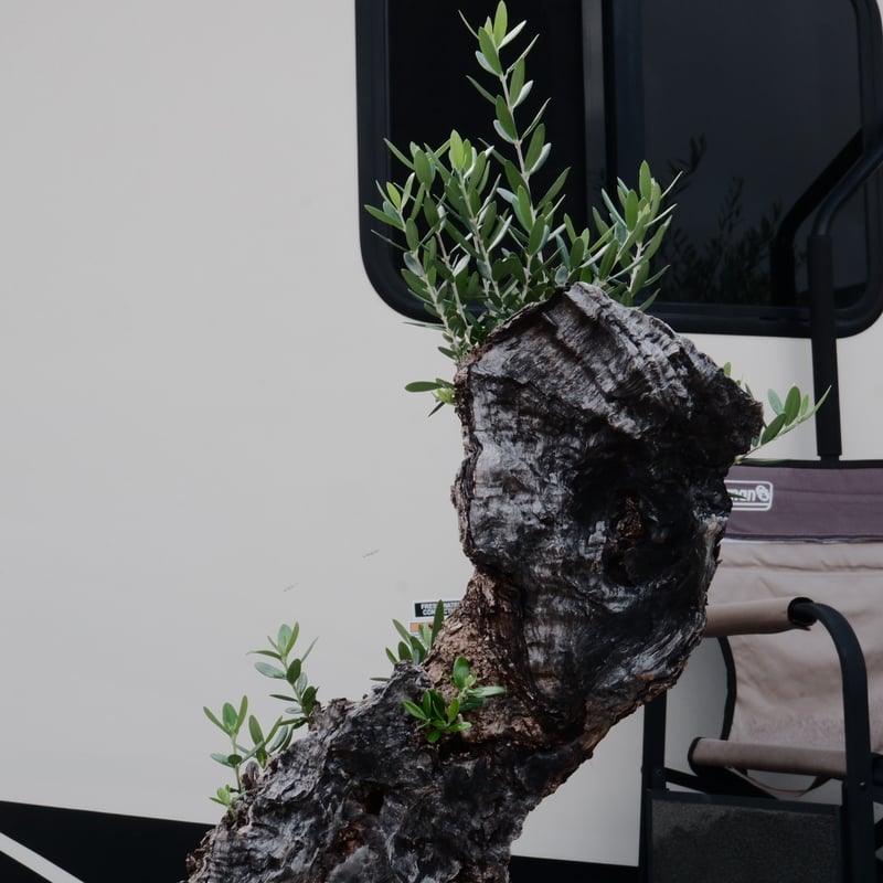 未使用 オリーブ 蓋つき ポット 20cm Old Olive 古木オリーブ