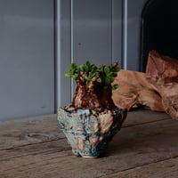 ケラリア ピグマエア 現地株 発根済［No.16］  ×   森田昌求 作 「 As if Broken " TSUGIHAGI "   」 3号 植木鉢 笠間焼