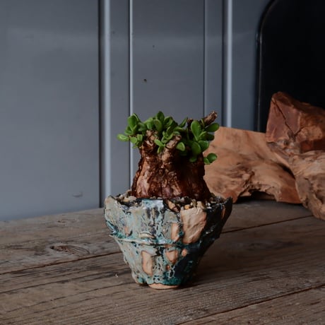 CATEGORY ケラリアピグマエア - Pygmaea - | Botanical Holic CATEGORY ケラリアピグマエア - Pygmaea - | Botanical Holic