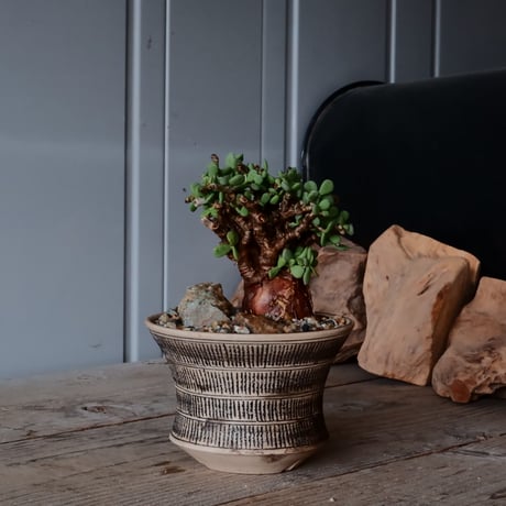 CATEGORY ケラリアピグマエア - Pygmaea - | Botanical Holic CATEGORY ケラリアピグマエア - Pygmaea - | Botanical Holic
