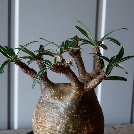 グラキリス φ9.5cm - 象牙宮 - ［No.40］  ×   沼野秀章 作「 black wrap 」3号 植木鉢 笠間焼