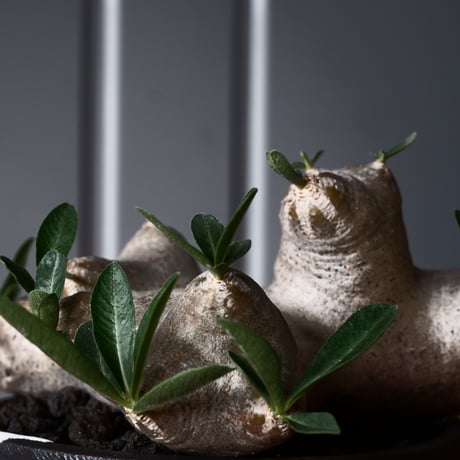パキポディウム ブレビカリックス 輸入株 発根済［No.8］  × 根本峻吾 作品【 S.N POT type.cylinder「 鐡 / 堕天 ver. 」3.5号 】笠間焼 植木鉢