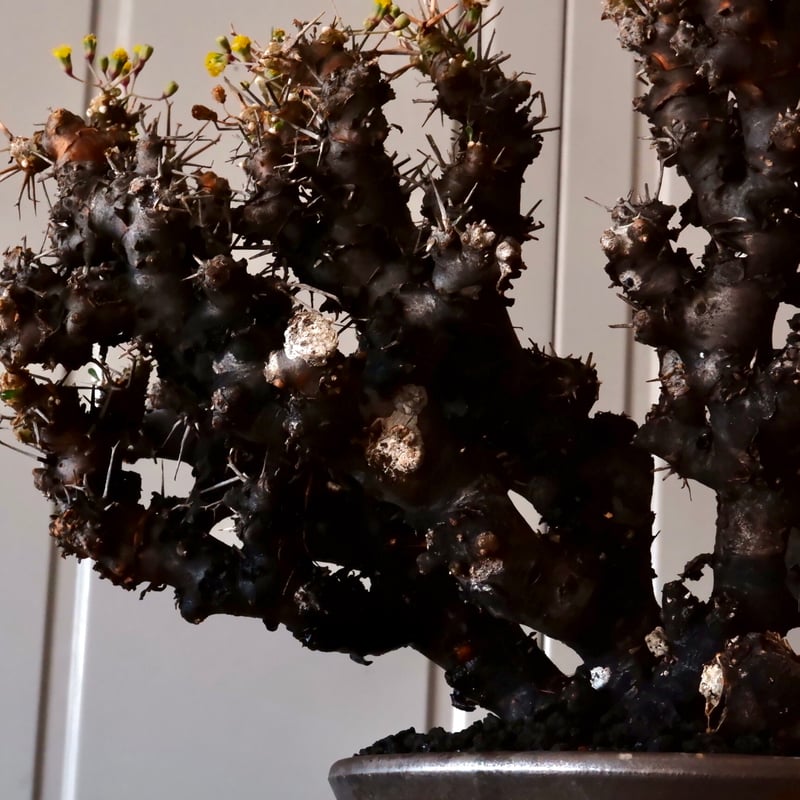 大株 】オトンナ ユーフォルビオイデス ［No.88］ × 松野然