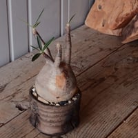 グラキリス φ9cm - 象牙宮 - ［No.67］  ×   沼野秀章 作「 black wrap 」3号 植木鉢 笠間焼