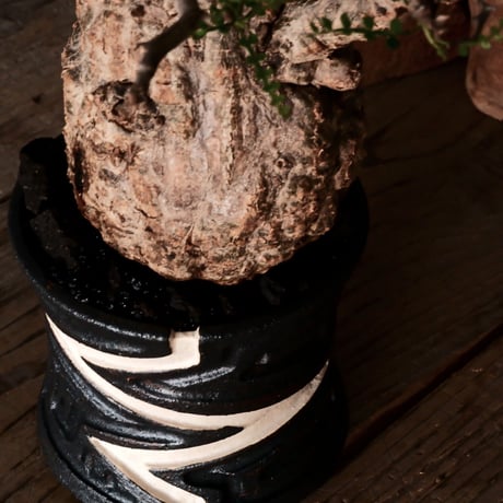 オペルクリカリア パキプス φ10cm［No.17］  ×   根本峻吾 作 S.N POT type.slim「 雷電 」 4号 植木鉢