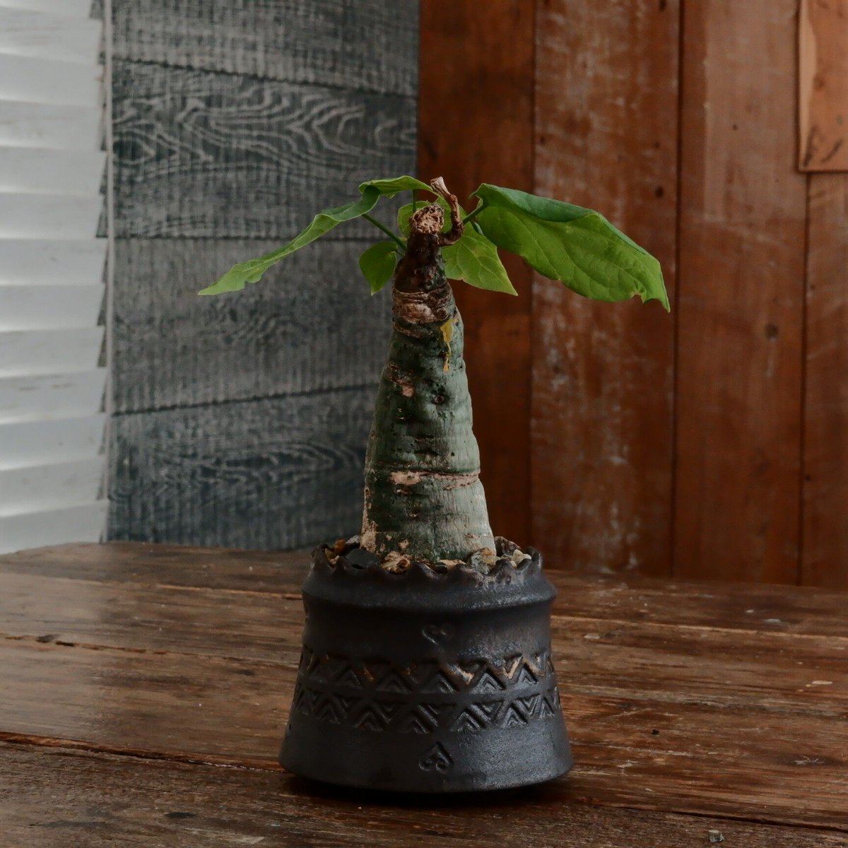 アデニアクリスタルグリーン現地球　塊根植物 黒鉢 アデニアクリスタルグリーン現地球 塊根植物 黒鉢 アデニア