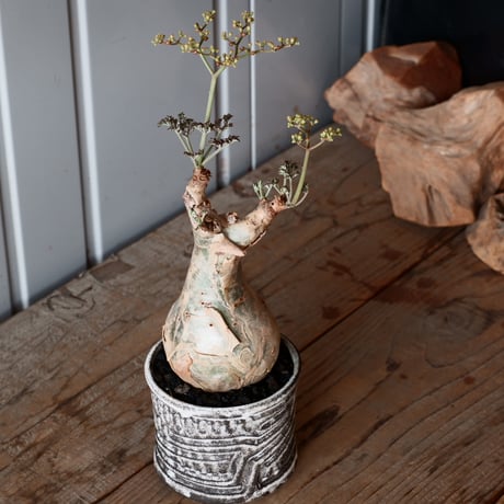 キフォステンマ ベティフォルメ ナローリーフ ソマリア産 輸入株［No.15］  × 根本峻吾 作品【 S.N POT type.slim「 雷電 / 月光 ver. 」3.5号 】笠間焼 植木鉢