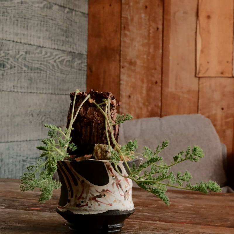 発根済】ペラルゴニウム・トリステ【作家鉢】 発根済】ペラルゴニウム