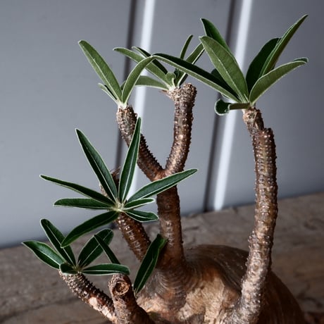グラキリス φ9.5cm - 象牙宮-［No.47］× 坂本新 作 作品【 LUSTER BLACK 】3号 植木鉢 笠間焼