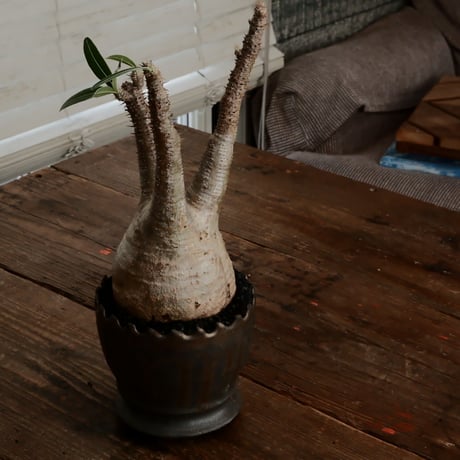 グラキリス φ10cm - 象牙宮 - ［No.76］  ×   根本峻吾 作 S.N POT type.round「 黒焔 - kokuen - 」4号 植木鉢 笠間焼