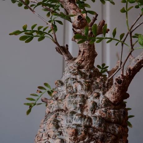 オペルクリカリア パキプス φ 7.5cm［No.08］  ×   沼野秀章 作「 刻ム音 」3号 植木鉢 笠間焼