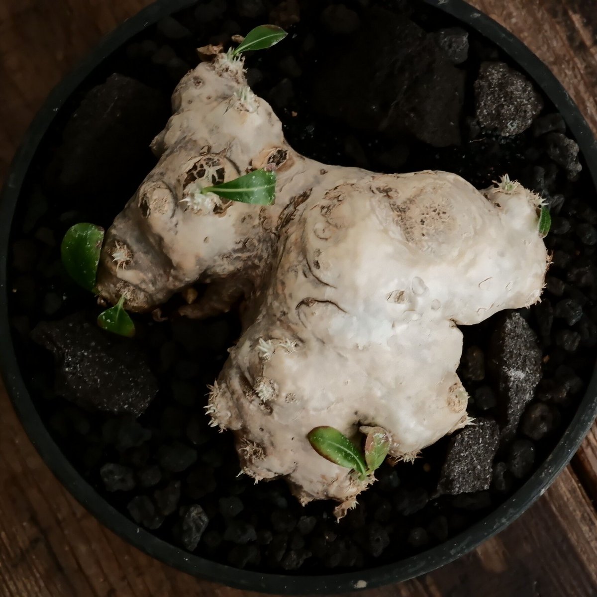 恵比寿笑い パキポディウム ブレビカウレ 鉢　left botanical 恵比寿笑い パキポディウム ブレビカウレ 鉢 left botanical