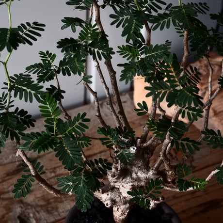 センナ メリディオナリス 輸入株［No.35］  ×  與那嶺大輔 作 【 琉球飛鉋 / 4号】植木鉢