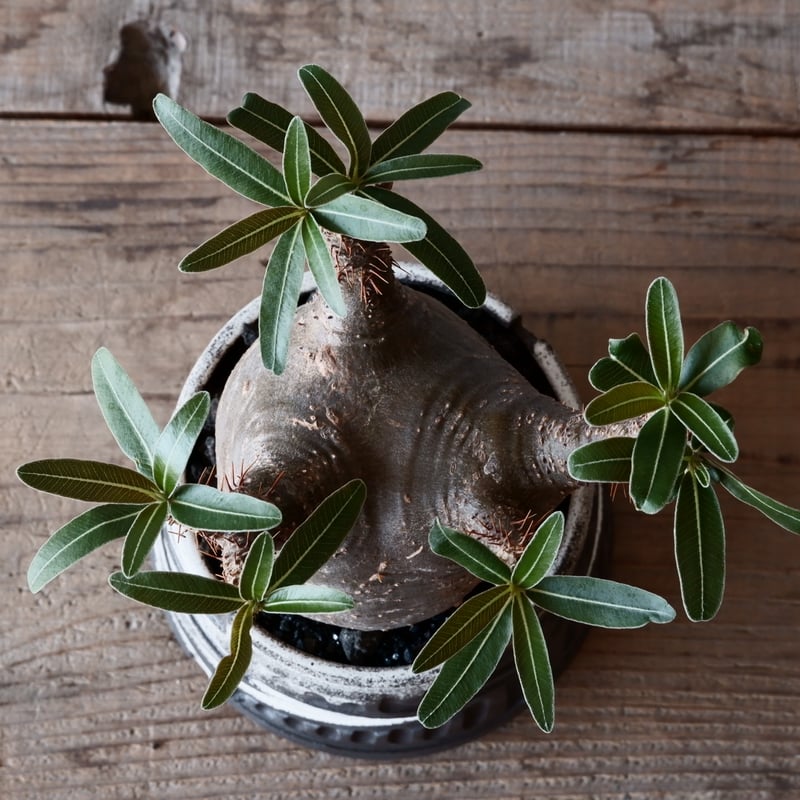 グラキリス　現地球　根本峻吾⁡鉢付き　美株　発根済み　長期管理株　大株 グラキリス 現地球 根本峻吾⁡鉢付き 美株 発根済み 長期管理