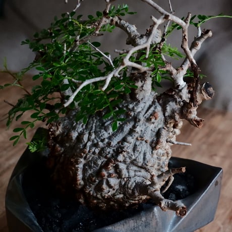 オペルクリカリア パキプス φ11cm［No.26］  ×  根本峻吾 作 S.N POT special「 黒騎士 - kurokishi - 」5号 植木鉢 笠間焼