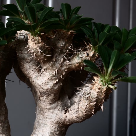 ユーフォルビア ギラウミニアナ 輸入株 発根済［No.3］  × 根本峻吾 作品【 S.N POT type.slim「 鐵 / 月光 ver. 」4.5号 】笠間焼 植木鉢