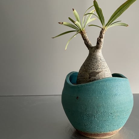 ミニ鬼 Gracilius  ×  Shell pot S「Turquoise blue」 - 笠間焼 - C98