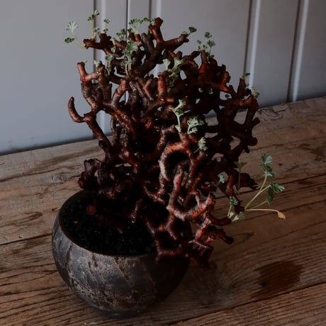 【 大株 】ペラルゴニウム ミラビレ［No.86］  × 沼野秀章 作品【  black wrap 】4号 植木鉢 笠間焼