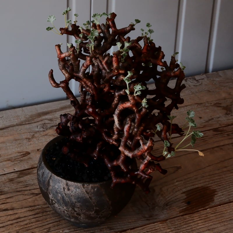 大株 】ペラルゴニウム ミラビレ［No.86］ × 沼野秀章 作品【 black wr