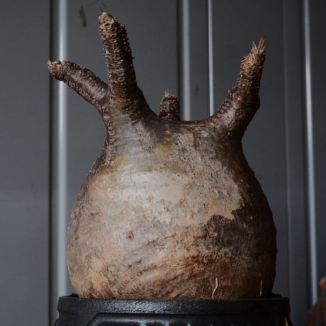 グラキリス φ10cm  - 象牙宮- ［No.80］  ×   根本峻吾 作 S.N POT type.cylinder「 迅雷」3.5号 植木鉢 笠間焼