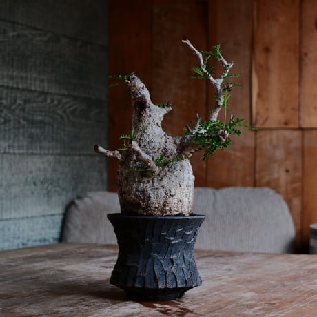 オペルクリカリア パキプス［No.45］  ×   沼野秀章 作「 black wrap 」3.5号 植木鉢 笠間焼
