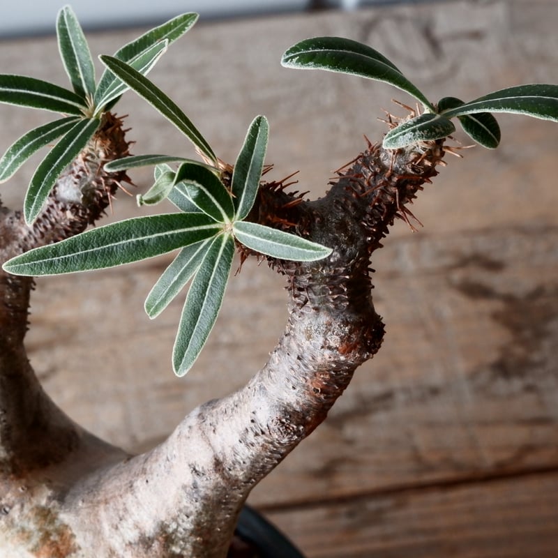 グラキリス φ8.5cm - 象牙宮-［No.54］× 森田昌求 作【 CLAW - BORD