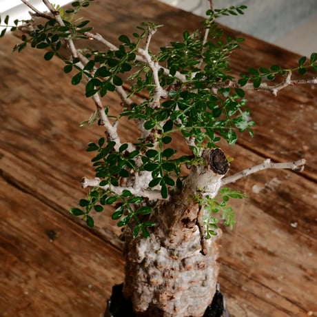 オペルクリカリア パキプス φ7.5cm［No.16］  ×   根本峻吾 作 S.N POT type.slim「 鐡 - 黒焔 - 」 3号 植木鉢