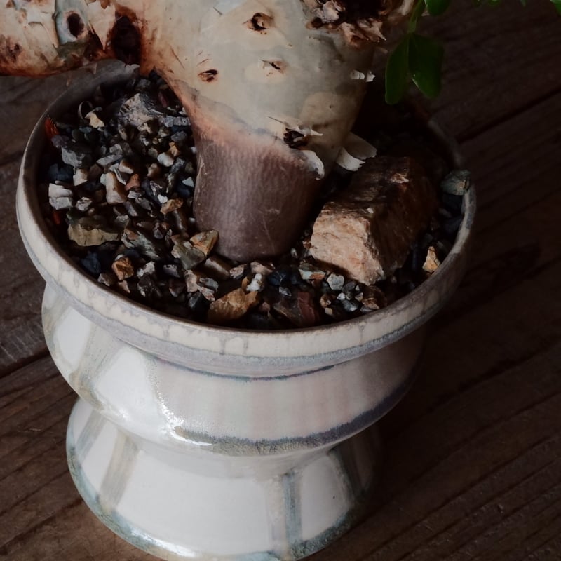 コミフォラ カタフ ピュア［No.04］ × 杉山悠 作 φ13cm 植木鉢 笠間焼