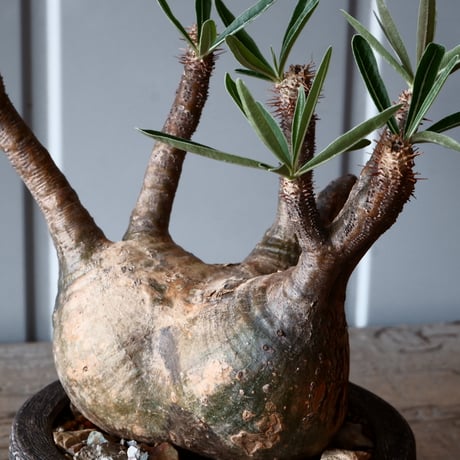 グラキリス φ11cm - 象牙宮 -［No.39］  ×   沼野秀章 作「 刻ム音 」3.5号 植木鉢 笠間焼