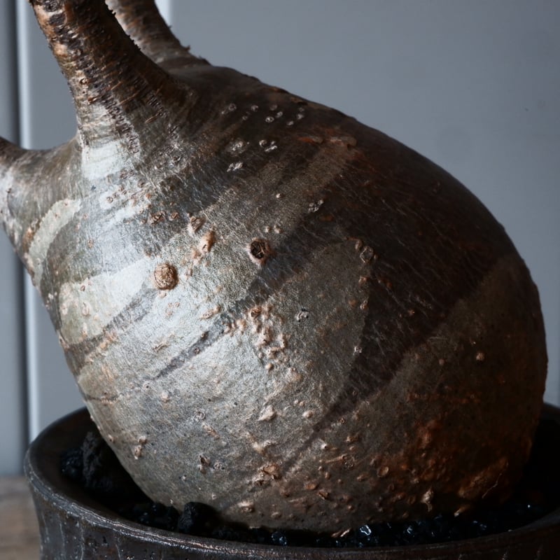 グラキリス φ9.5cm - 象牙宮 - ［No.42］ × 沼野秀章 作「 black